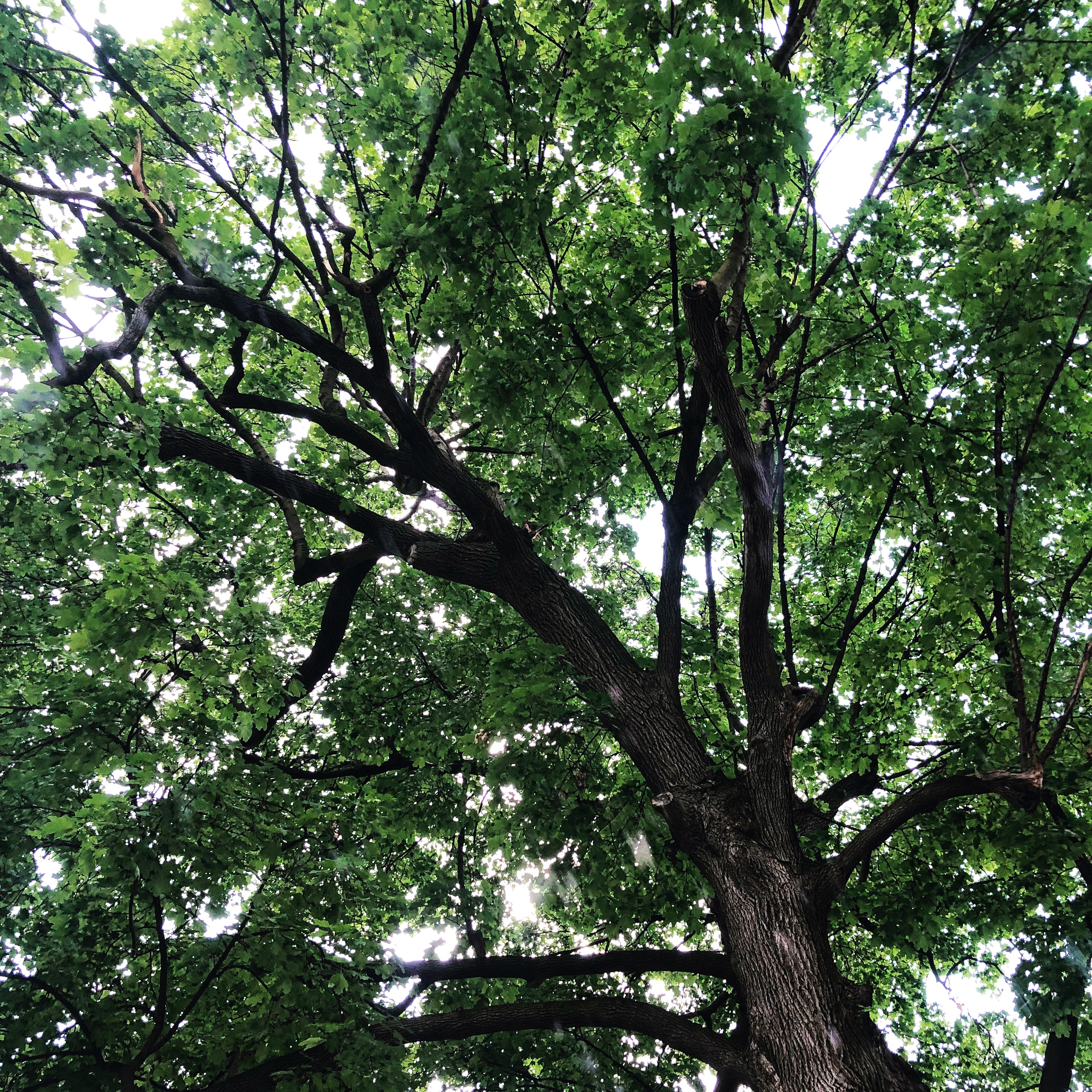 Tree Inspiration | Francis DiClemente